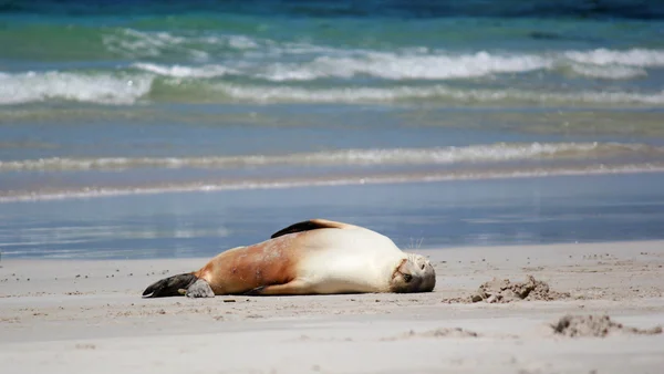 León marino australiano en la playa, en Seal Bay Conservation Park, Isla Canguro, Australia Meridional . —  Fotos de Stock