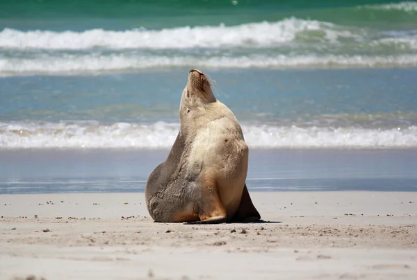 Uchatka australijska na plaży, Seal Bay ochrony parku, Kangaroo Island, Australia Południowa. — Zdjęcie stockowe