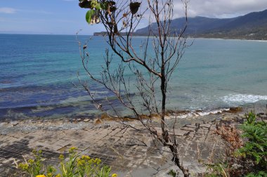 Tessellated kaldırım, Tasmania'deki / daki doğal olay. Manzara