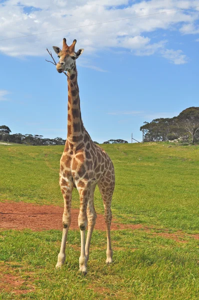 Las jirafas su hábitat natural. Bosque nacional . — Foto de Stock