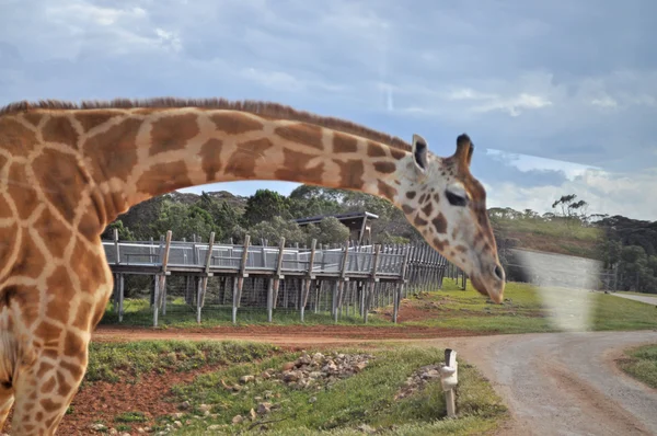 Las jirafas su hábitat natural. Bosque nacional . — Foto de Stock