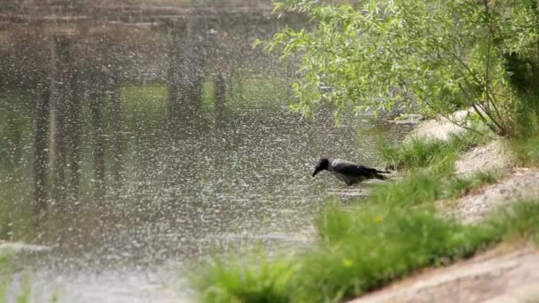 Ein Rabe badet in einem See. — Stockvideo