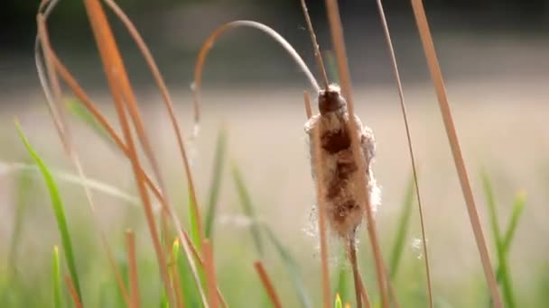 Reeds sways in the wind — Stock Video
