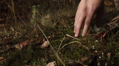 Ormanda yeşil yosunlara nazikçe dokunan bir elin yakın çekimi. Sonbahar yaprakları ve yumuşak ışık sakin, doğal bir atmosfer ve doğayla bir bağ hissi yaratır..