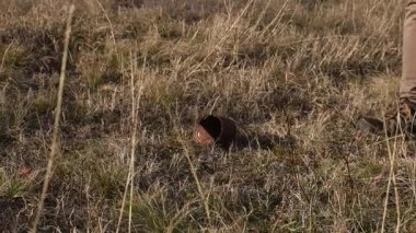 Kuru bir çim tarlasında yürüyen ve paslı bir teneke kutuyu tekmeleyen, yalnızlığı, çürümeyi veya doğadaki çevre kirliliğini simgeleyen bir insanın yakın çekimi..