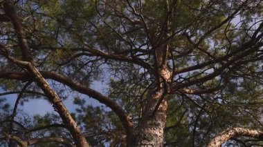 Gökyüzüne uzanan çam ağacı dallarının yakın görüntüsü, sıcak güneş ışığı altında doğal doku ve detaylarla yakalanarak, sakin orman atmosferini anımsatıyor..