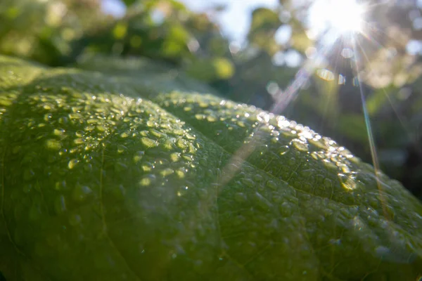 Dew drops on a large leaf. A ray of the sun falls on the surface of the leaf.