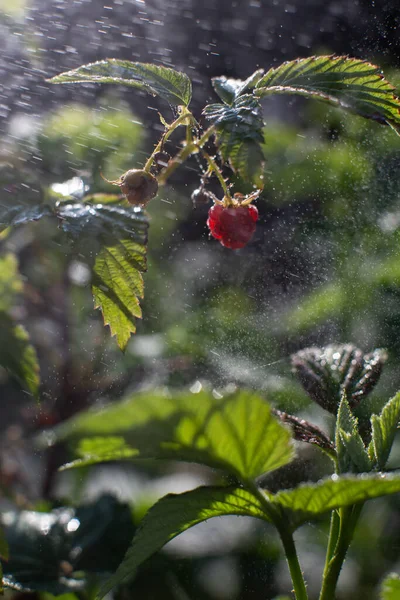 Raspberries hang from the branches in the garden. Light rays pass through the foliage. Water droplets float in the air. Clear sunny weather. Summer watering of the garden in hot weather.