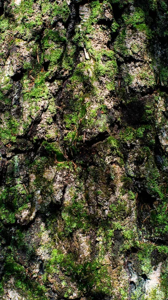 Bark of an old tree in the forest close-up. Textured beautiful abstract surface for wallpapers and backgrounds.