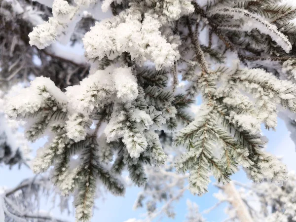 Vacaciones de invierno Evergreen árbol de Navidad ramas de pino cubiertas de nieve, Horizontal —  Fotos de Stock