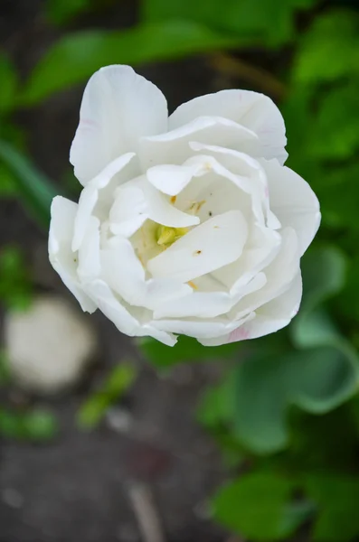 Закриття тюльпанів або тюльпанів, барвисті тюльпани — стокове фото