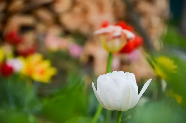 Nahaufnahme von Tulpen oder Tulpen, bunte Tulpen — Stockfoto