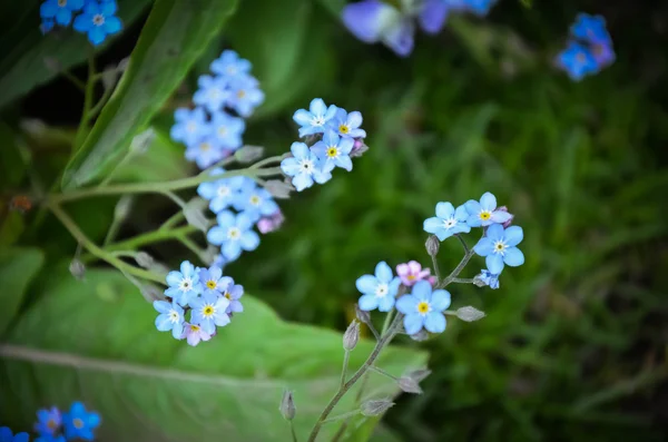 Забудьте о синих цветах — стоковое фото