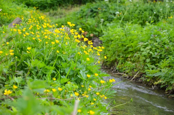 Pequeño río en el paisaje de primavera — Foto de Stock