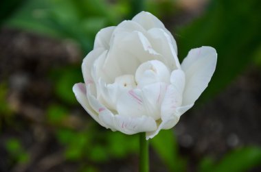 Closup lale ya da laleler, renkli lale