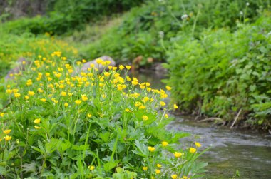 Küçük nehir erken bahar peyzaj