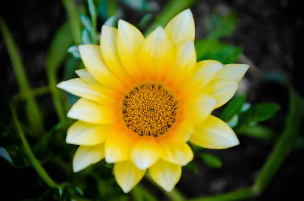 Gazania garden plant in flower.Bright yellow — Stock Photo, Image