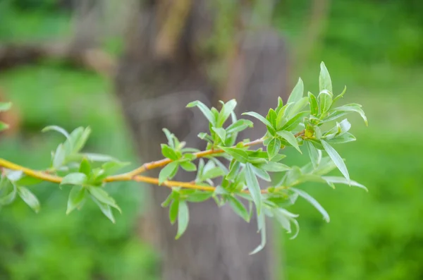 Πράσινο δέντρο κλαδιά με φύλλα ιτιάς — Φωτογραφία Αρχείου