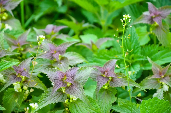 Lots of stinging nettles which have leaves — Stock Photo, Image