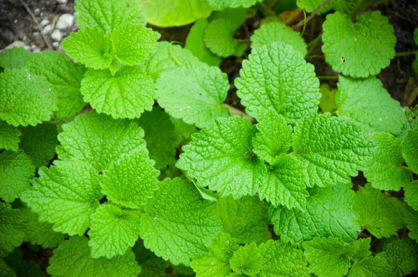 The leaves of Lamium in the garden close-up — Stock Photo, Image