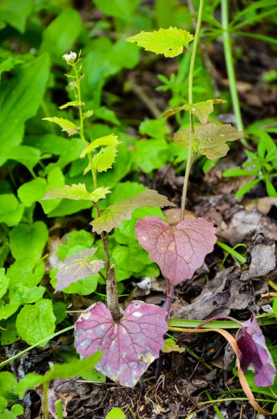 Plant with green and violet leaves — Stock Photo, Image