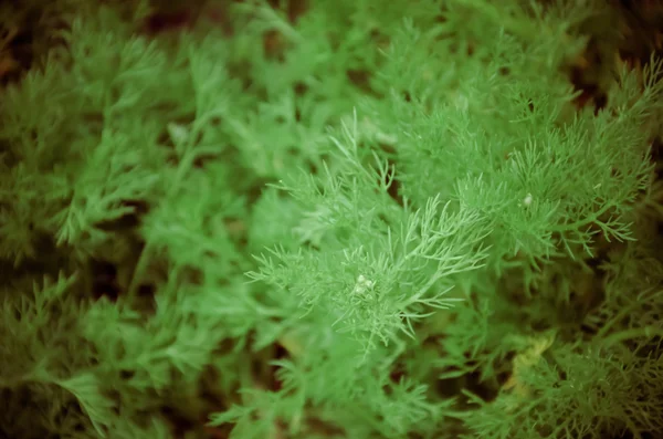 카밀레 녹색 잎 꽃 없이 — 스톡 사진