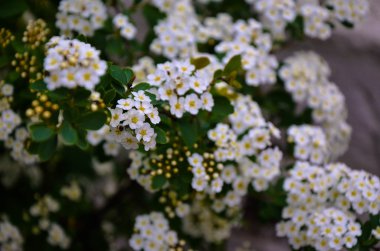 Bush, bahar beyaz erkeçsakalı çiçekler.