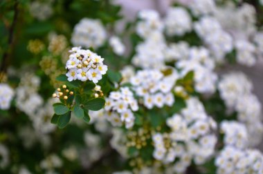 Bush, bahar beyaz erkeçsakalı çiçekler.