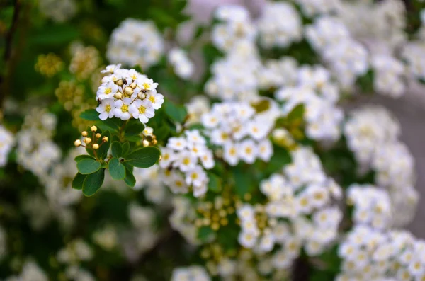 Witte Spirea bloemen op Bush bij Spring. — Stockfoto