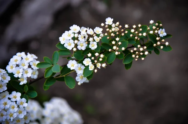 Spirea Bianca Fiori Su Bush In Primavera . — Foto Stock