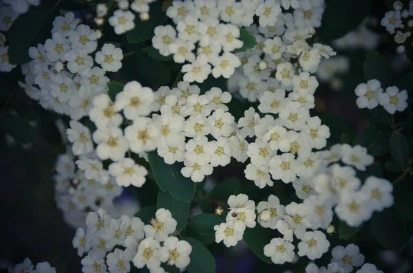 White Spirea Flowers On Bush At Spring. — Stock Photo, Image
