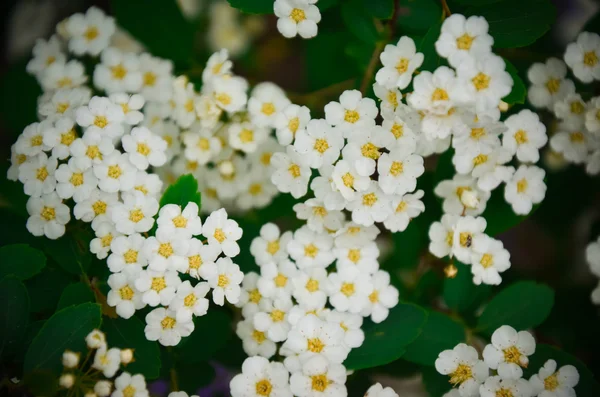 Witte Spirea bloemen op Bush bij Spring. — Stockfoto