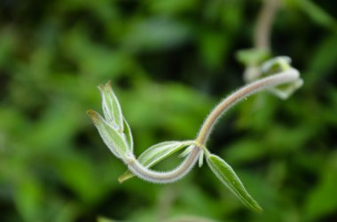çiçekli üzüm makro seçici odak