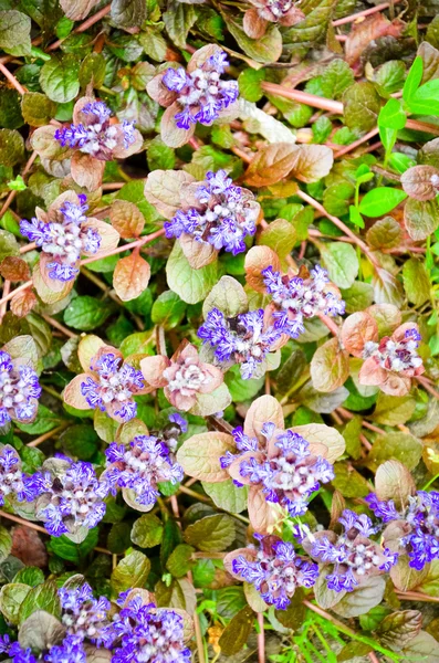 Bugleweeds azul florescendo - Ajuga no prado de verão — Fotografia de Stock