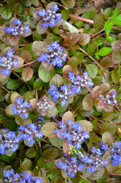 Bugleweeds azul florescendo - Ajuga no prado de verão — Fotografia de Stock