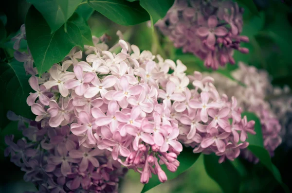 Florecimiento Syringa vulgaris en primavera, Ucrania —  Fotos de Stock