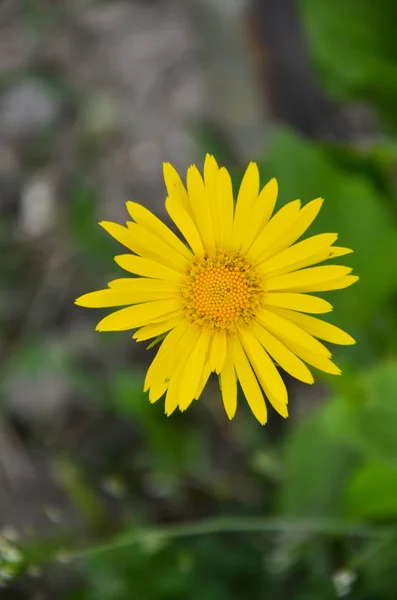 Doronicum gelbe Blume im Garten — Stockfoto