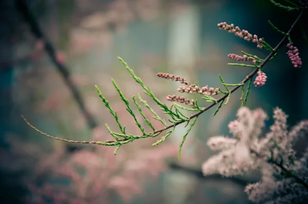 Tamaryšek větev zblízka na jaře — Stock fotografie