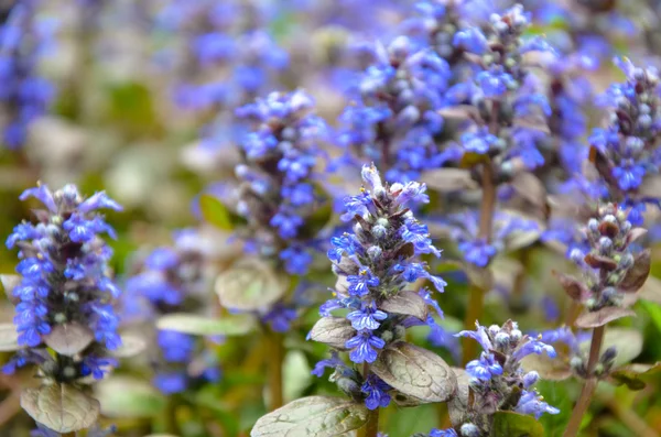 Virágzó kék bugleweeds - Ajuga a nyári rét Jogdíjmentes Stock Fotók