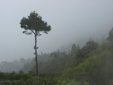Islak manzara ile yalnız ağaç sabah sis içinde yaz
