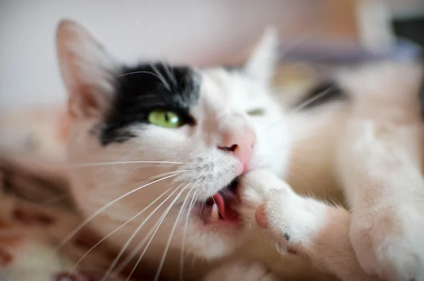 Black and white cat — Stock Photo, Image