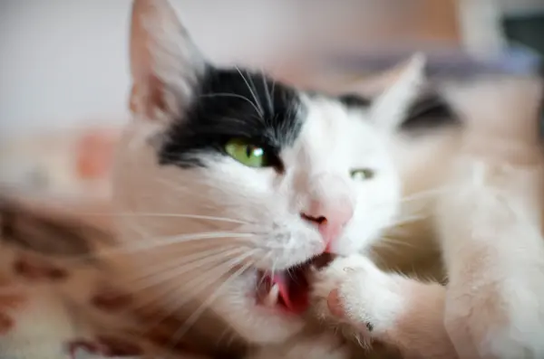 Gato blanco y negro — Foto de Stock