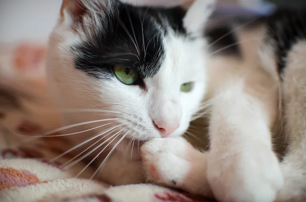 Gato blanco y negro — Foto de Stock