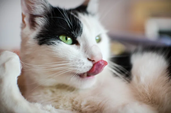 Zwarte en witte kat — Stockfoto