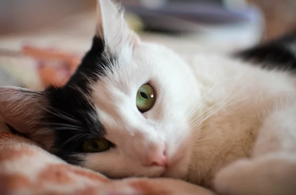 Black and white cat — Stock Photo, Image