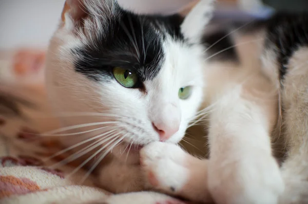 Gato blanco y negro — Foto de Stock