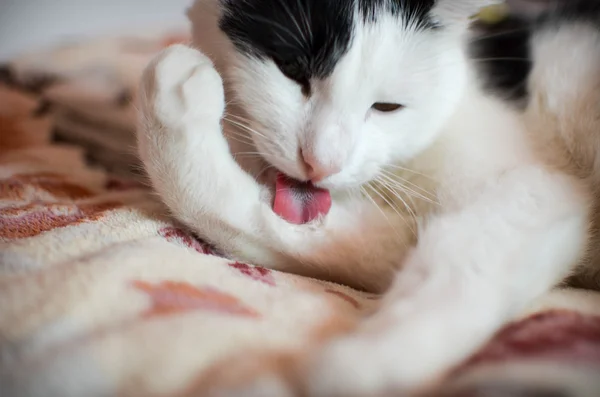 Gato blanco y negro — Foto de Stock