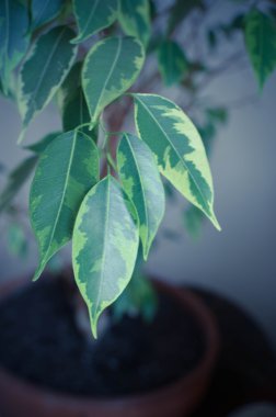 Ficus yeşil yaprakları ağaç ile arka plan