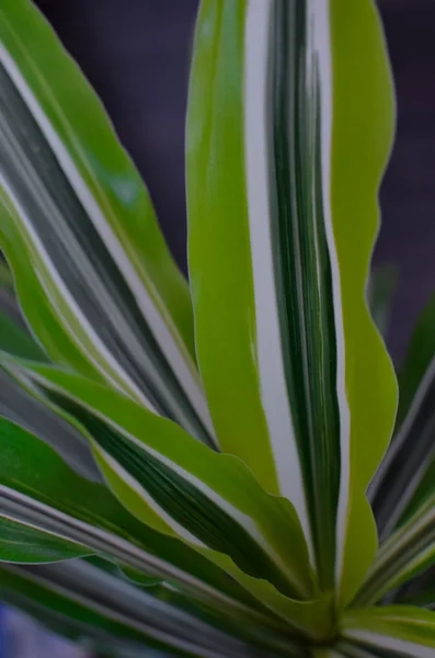 Fond de feuille verte. Dracaena gros plan — Photo