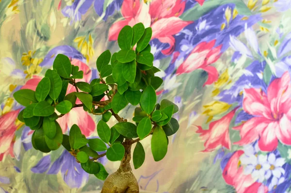 Lente bloesem achtergrond en een plant — Stockfoto